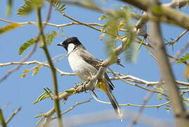 White-eared Bulbul