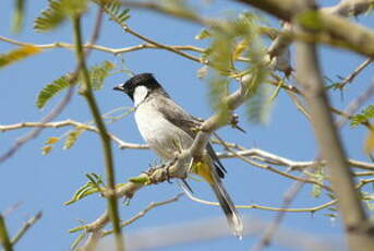 Bulbul à oreillons blancs