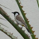 Bulbul à oreillons blancs