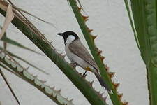 Bulbul à oreillons blancs