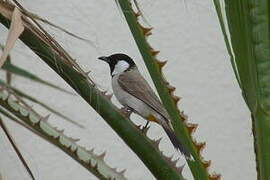 White-eared Bulbul