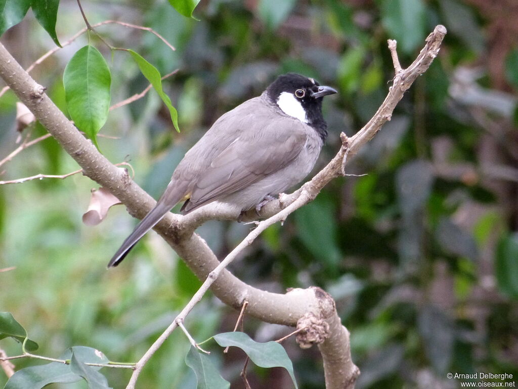 Bulbul à oreillons blancs