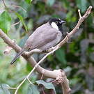 Bulbul à oreillons blancs
