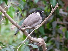 White-eared Bulbul