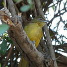 Bulbul à poitrine jaune