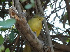 Bulbul à poitrine jaune