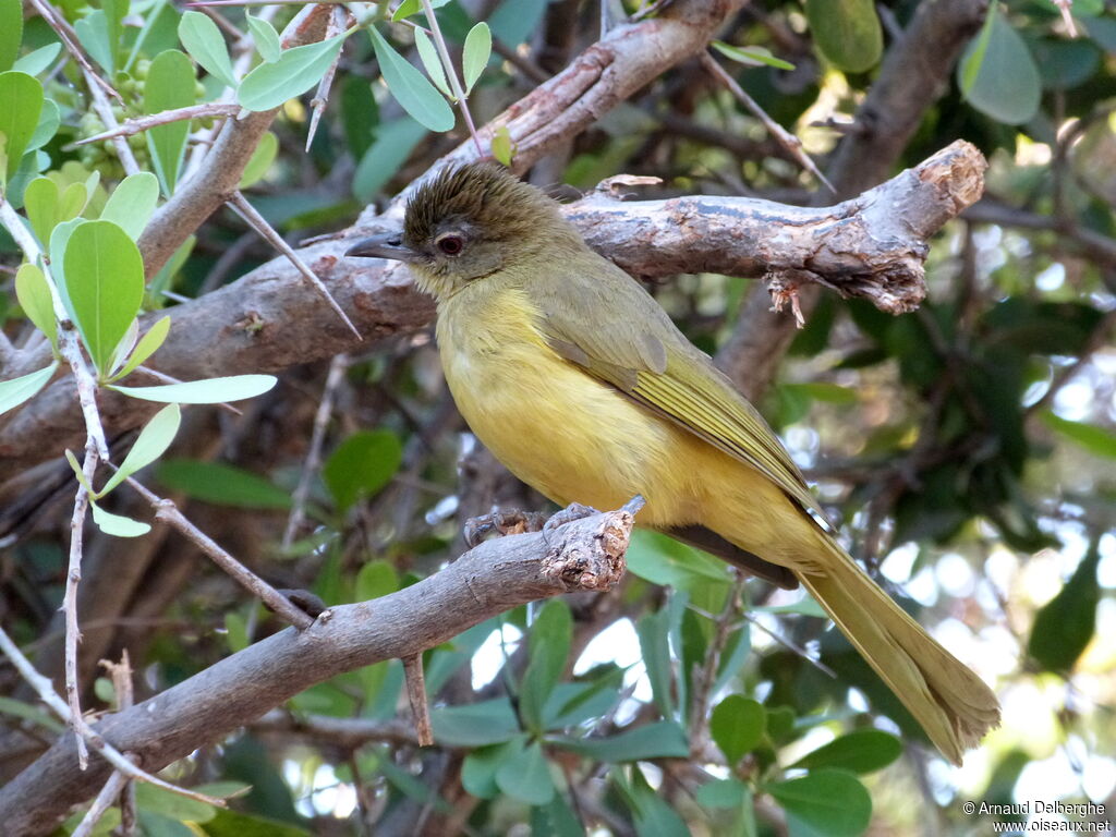 Bulbul à poitrine jaune