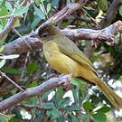 Bulbul à poitrine jaune