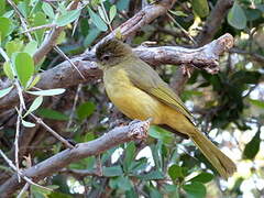 Bulbul à poitrine jaune