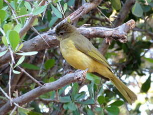 Bulbul à poitrine jaune