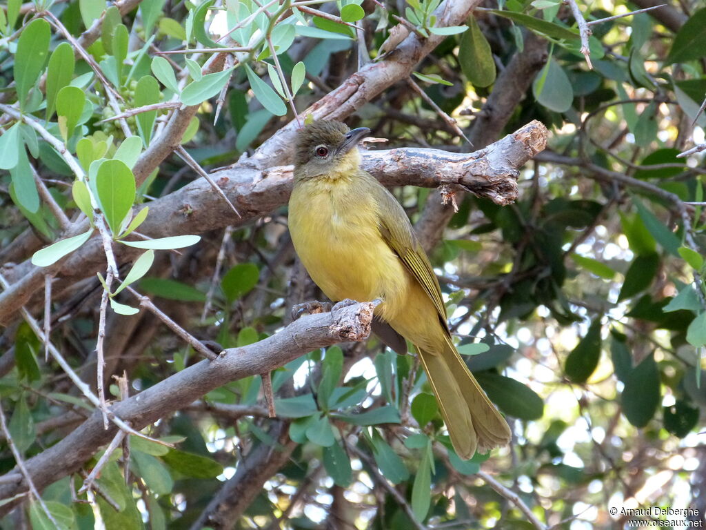 Yellow-bellied Greenbul