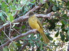 Yellow-bellied Greenbul