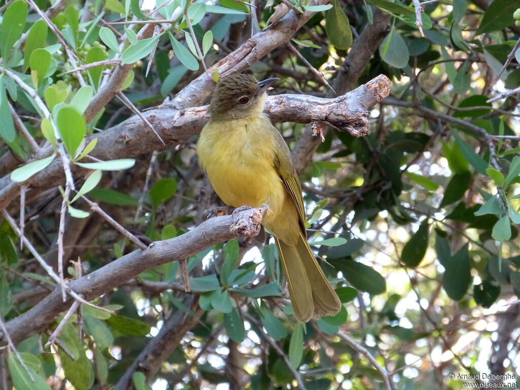 Bulbul à poitrine jaune