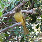 Bulbul à poitrine jaune
