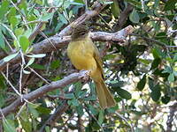 Bulbul à poitrine jaune