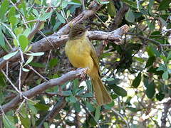 Yellow-bellied Greenbul