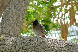 Red-vented Bulbul