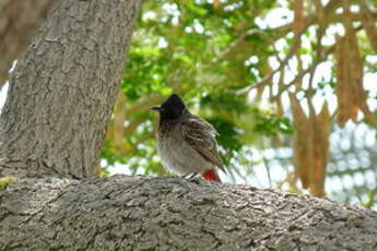 Bulbul à ventre rouge