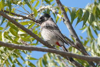 Bulbul à ventre rouge