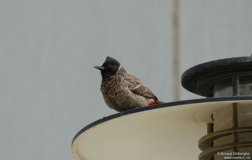 Bulbul à ventre rouge