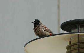 Bulbul à ventre rouge