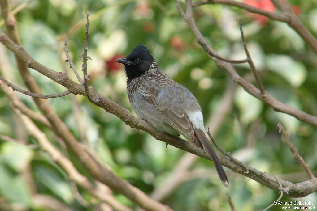 Red-vented Bulbul