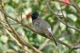 Red-vented Bulbul