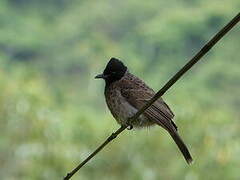 Bulbul à ventre rouge