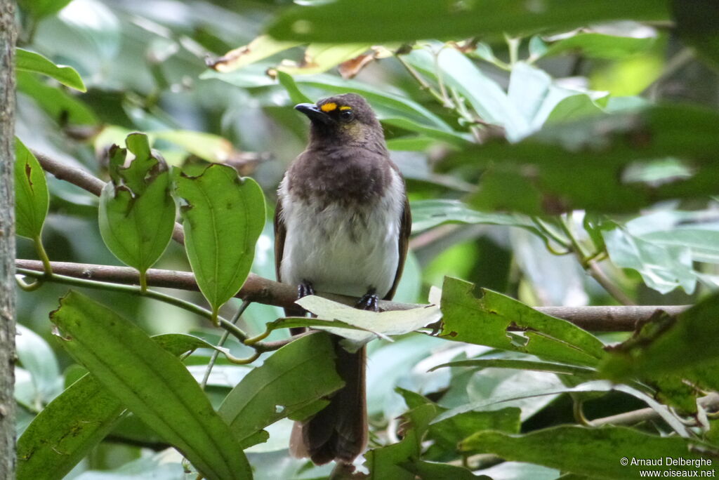 Orange-spotted Bulbul