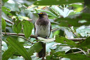 Bulbul bimaculé