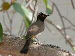 Bulbul brunoir