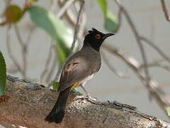 African Red-eyed Bulbul