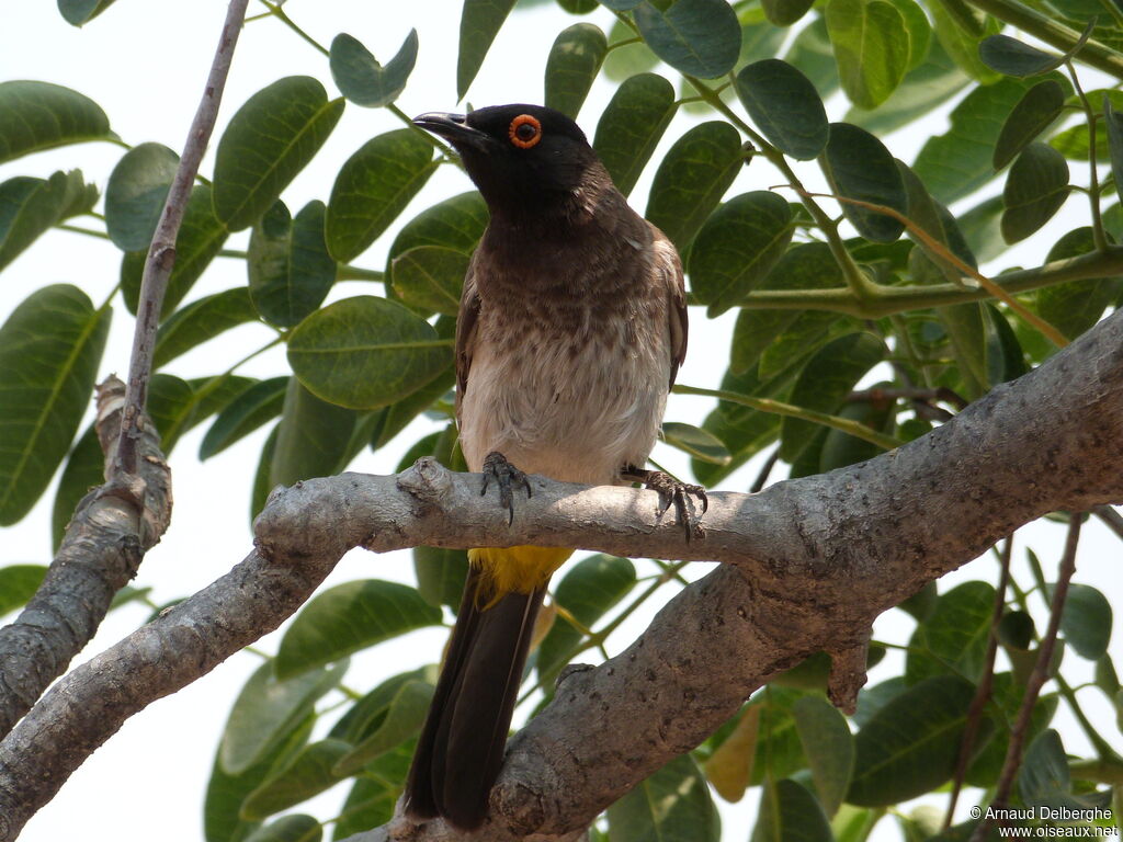 African Red-eyed Bulbul