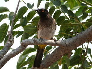 Bulbul brunoir