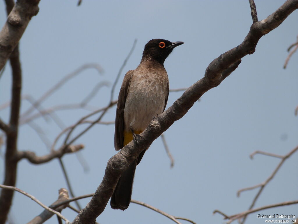 Bulbul brunoir