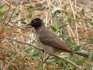 Bulbul brunoir