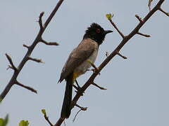 African Red-eyed Bulbul