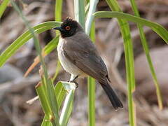 African Red-eyed Bulbul