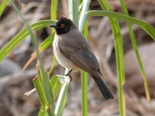 Bulbul brunoir