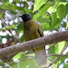 Bulbul cap-nègre