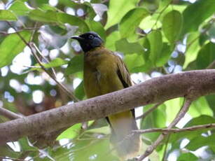 Bulbul cap-nègre