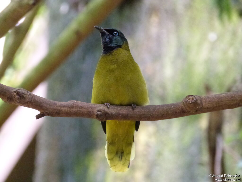 Black-headed Bulbul