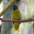 Bulbul cap-nègre