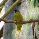 Bulbul cap-nègre