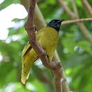 Bulbul cap-nègre