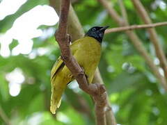 Black-headed Bulbul