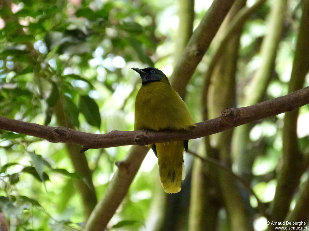 Bulbul cap-nègre