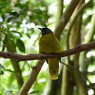 Bulbul cap-nègre
