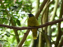 Black-headed Bulbul