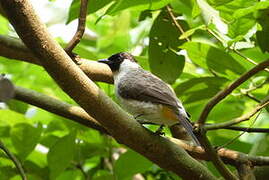 Bulbul cul-d'or